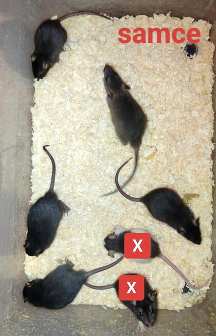 Szczur Szczurek Szczury Szczurki Młode