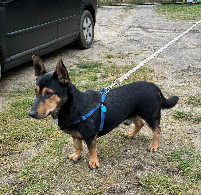 *** Psy oraz kot szukają nowego domu ***