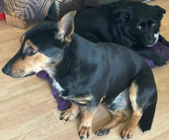 *** Psy oraz kot szukają nowego domu ***