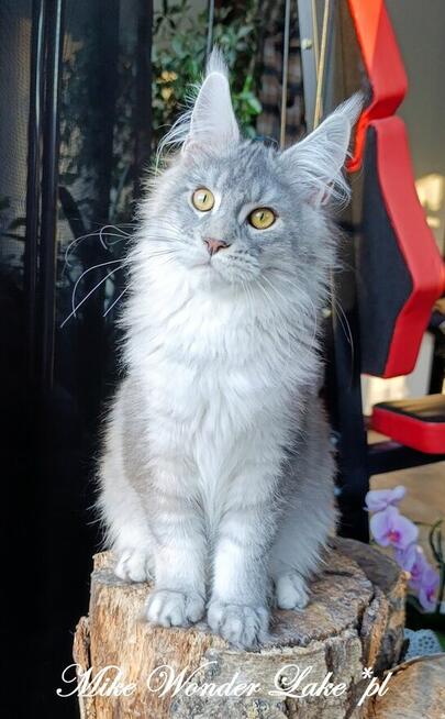 Czarny srebrzysty tikowany Maine Coon - hodowlany - FPL