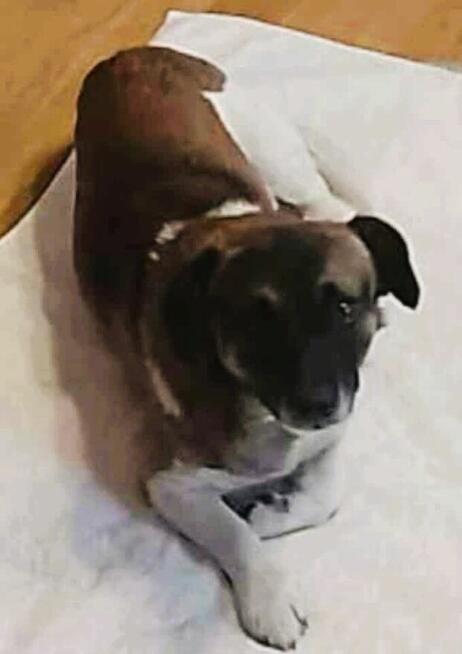 SZAFIR - niewielki psiak szuka domu po śmierci Pana