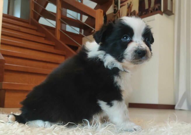 Rasowa suczka BORDER COLLIE z Hodowli - pełną dok. przebadan