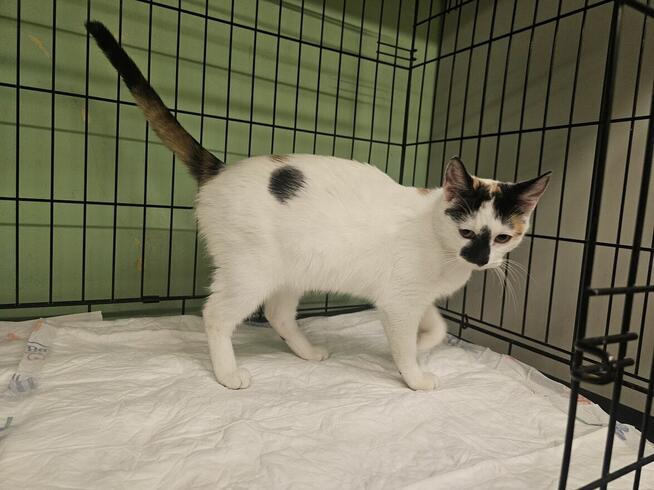 Szogunka - młoda, łagodna i miziasta kotka