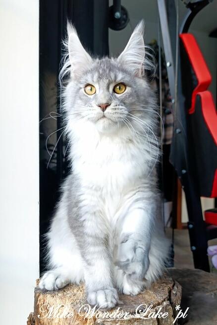 Czarny srebrzysty tikowany Maine Coon - hodowlany - FPL