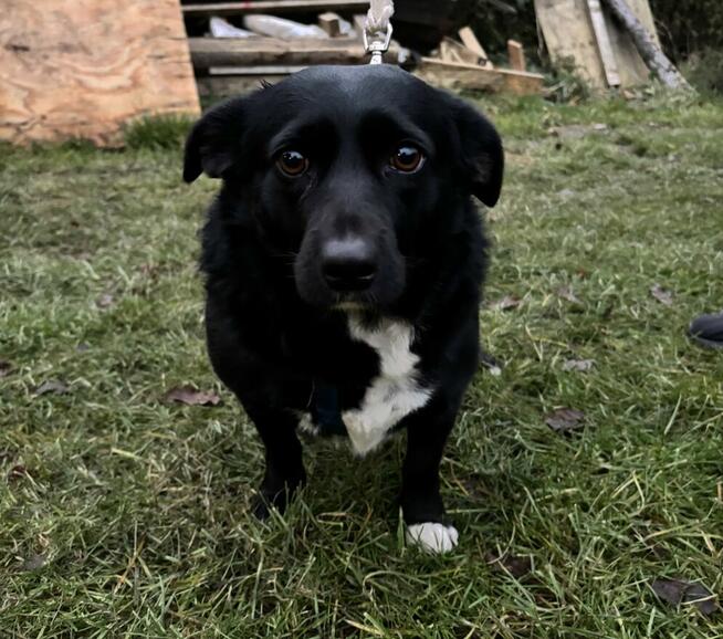 *** Psy oraz kot szukają nowego domu ***