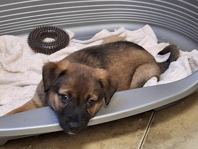 Szczeniak AMIK czeka na dom