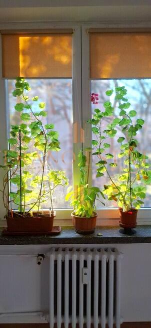 Kamienica | Centrum Otwocka | Niski czynsz