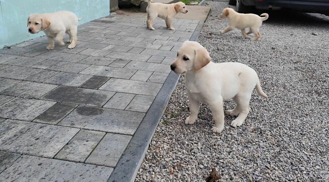 Szczeniaki labradora