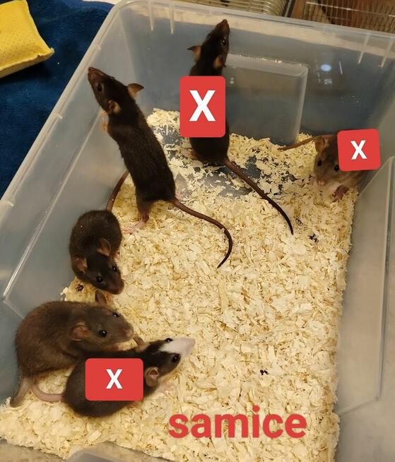 Szczur Szczurek Szczury Szczurki Młode