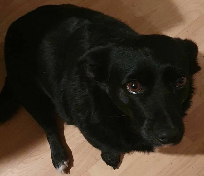 *** Psy oraz kot szukają nowego domu ***