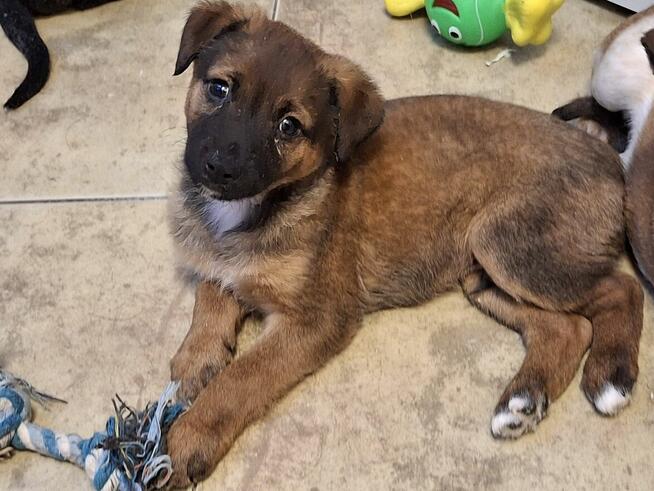 Szczeniak AMIK czeka na dom