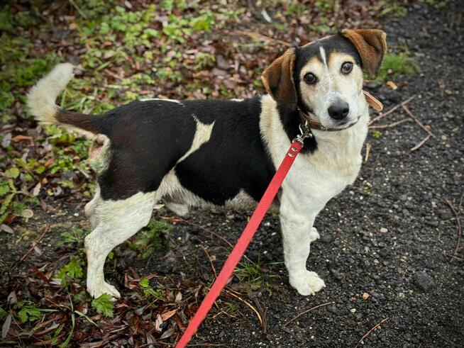 Łaciaty psi senior Lucek