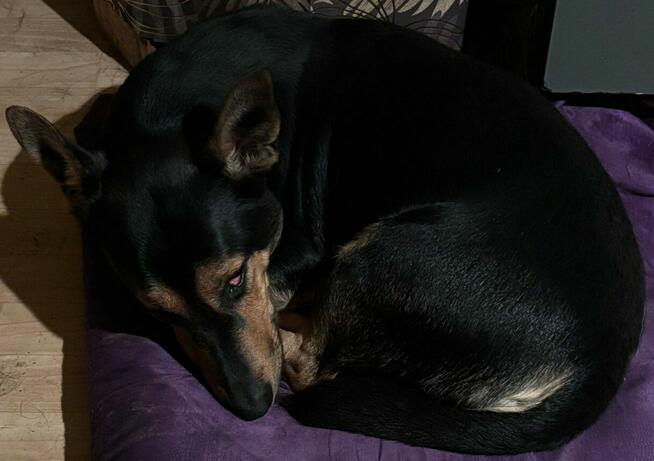 *** Psy oraz kot szukają nowego domu ***