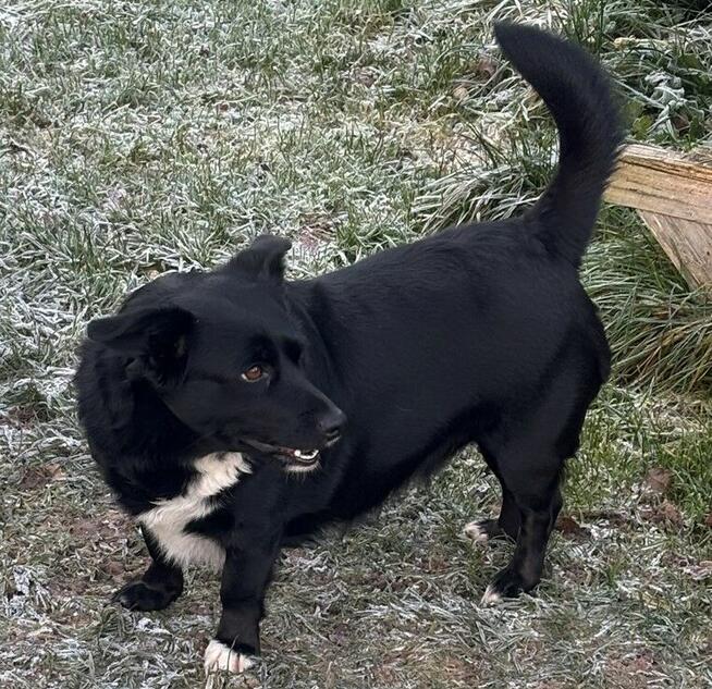 *** Psy oraz kot szukają nowego domu ***