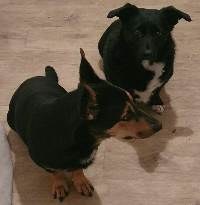 *** Psy oraz kot szukają nowego domu ***