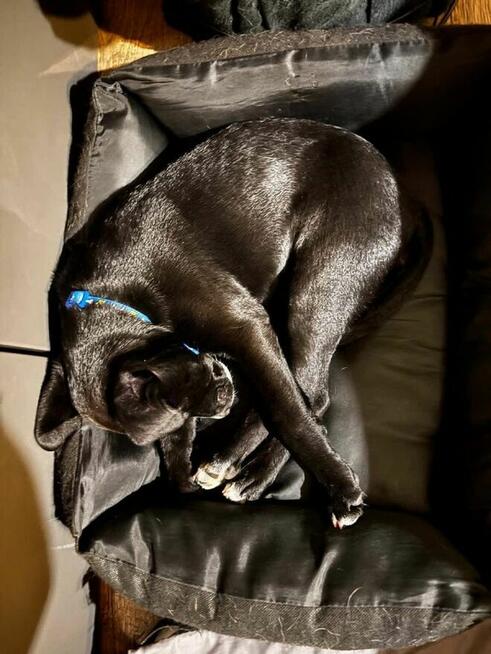 Pepsi- czarna jak węgielek suczka-szczeniak do adopcji