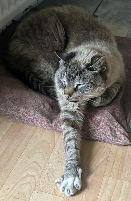 *** Psy oraz kot szukają nowego domu ***