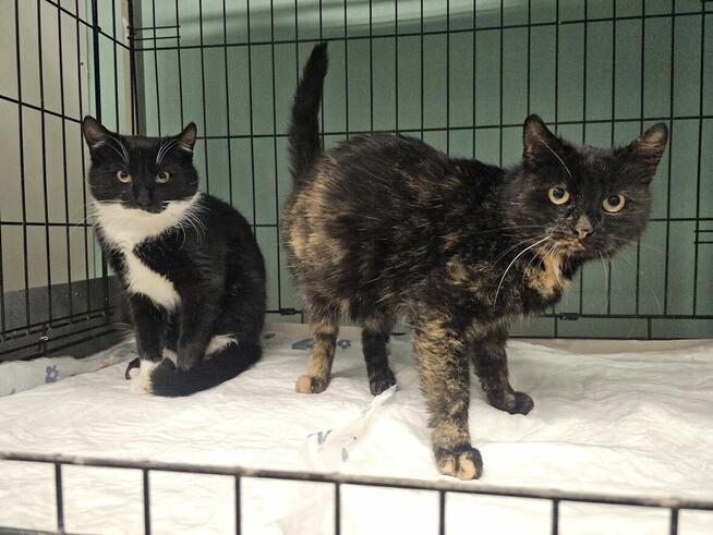 Mama z synkiem czekają na kochający dom