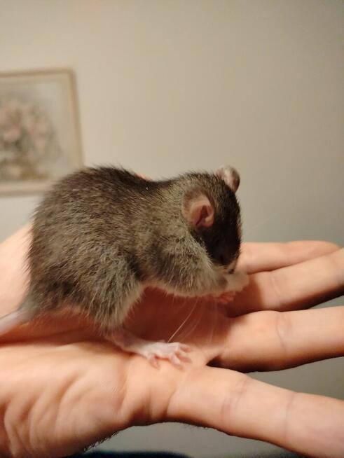 Szczur Szczurek Szczury Szczurki Młode