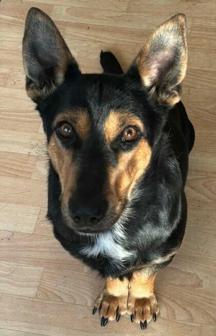 *** Psy oraz kot szukają nowego domu ***