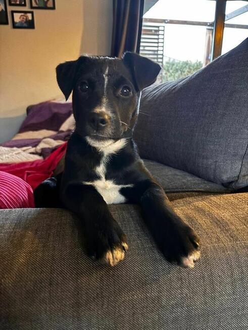 Pepsi- czarna jak węgielek suczka-szczeniak do adopcji