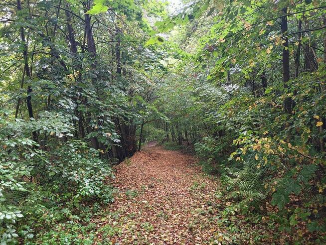 Nieruchomość gruntowa z zabudową - Wierzchowiska - 50%