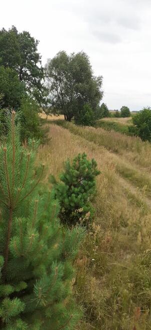 Działka 1,67ha rolno-budowlana-inwestycyjna w Lututów