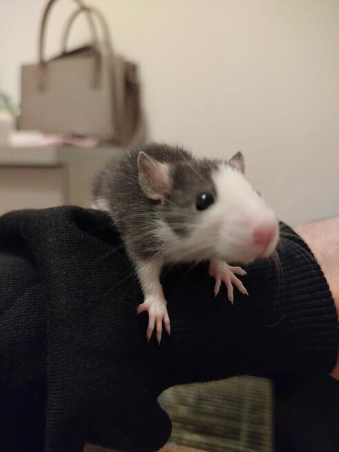 Szczur Szczurek Szczury Szczurki Młode