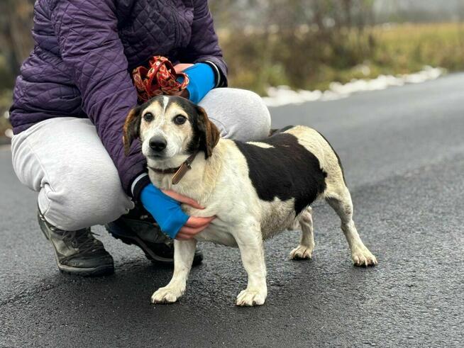 Łaciaty psi senior Lucek