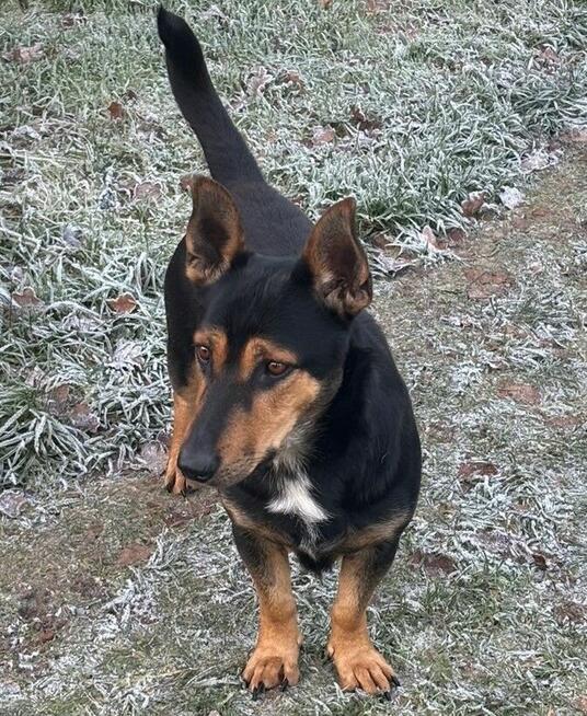 *** Psy oraz kot szukają nowego domu ***