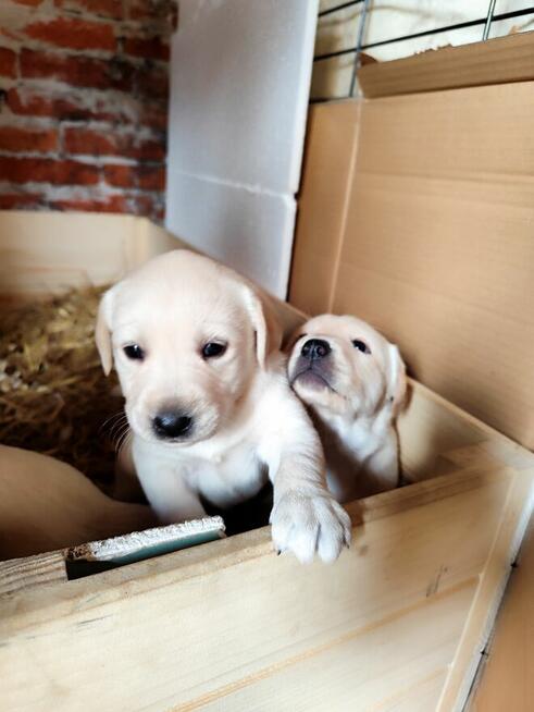 Szczeniaki labradora