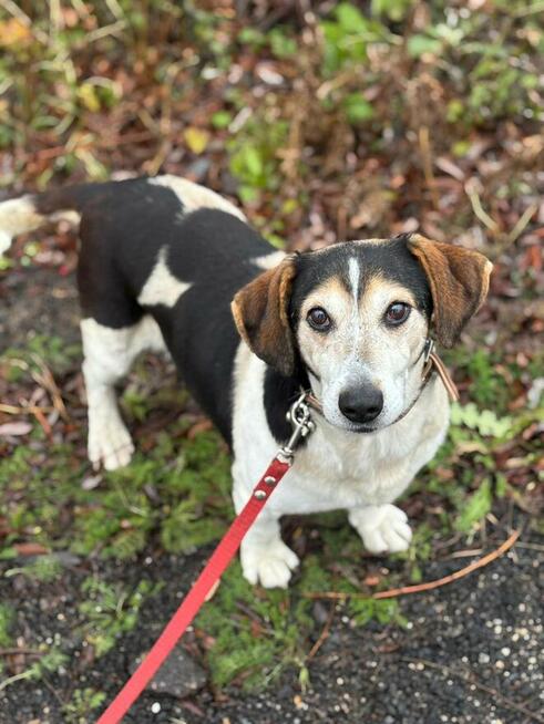 Łaciaty psi senior Lucek