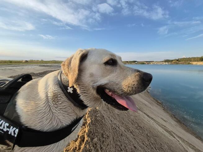 Szczeniaki labradora