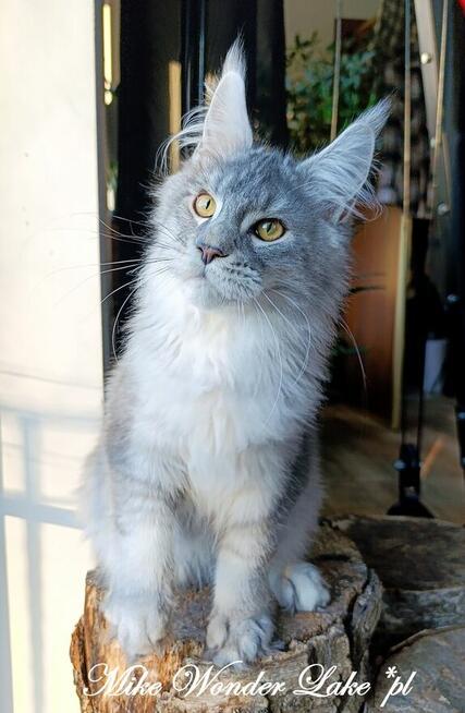 Czarny srebrzysty tikowany Maine Coon - hodowlany - FPL