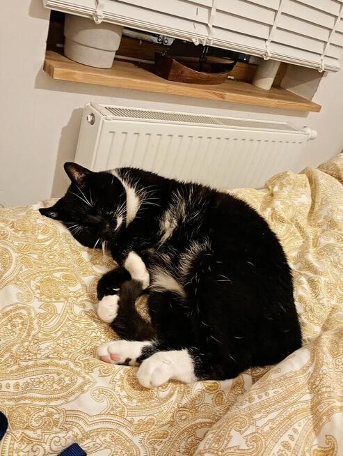 Pilnie szukam opiekunki