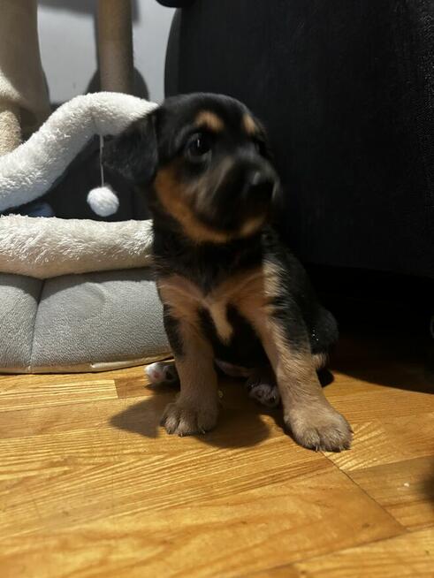 Oddam suczki w dobre ręce!