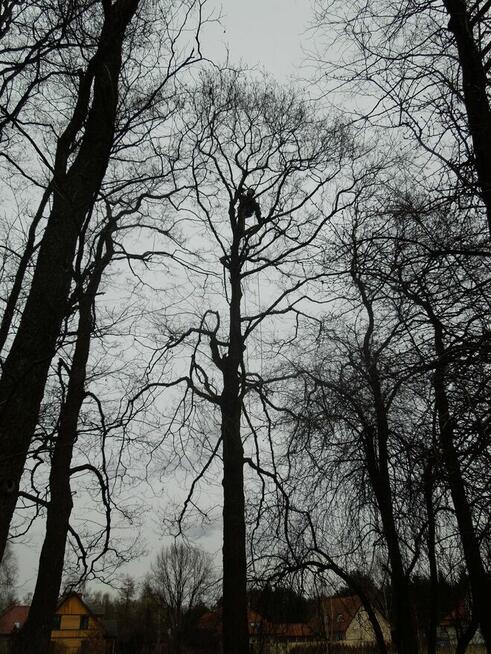 Przycinanie drzew, pielęgnacja drzew, wycinka Warszawa TANIO