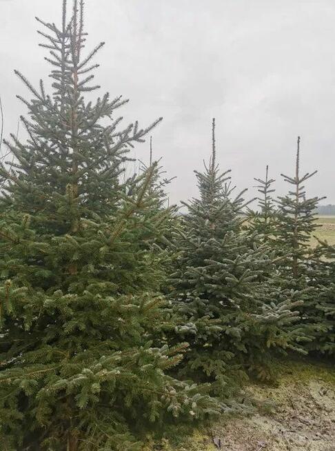 Świerki Choinki Zwykłe Srebrne Drzewko Świąteczne Wigilia