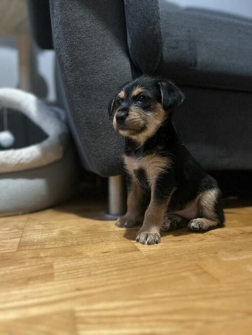 Oddam suczki w dobre ręce!