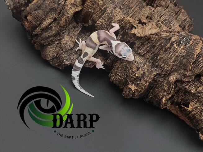 Gekon lamparci eublefar maluchy