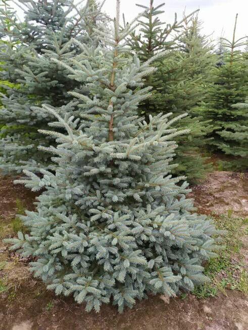 Świerki Choinki Zwykłe Srebrne Drzewko Świąteczne Wigilia