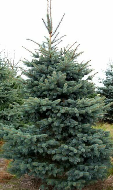 Świerki Choinki Zwykłe Srebrne Drzewko Świąteczne Wigilia