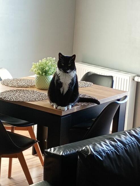 Szukam opiekunki do kota