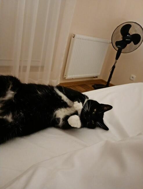 Pilnie szukam opiekunki