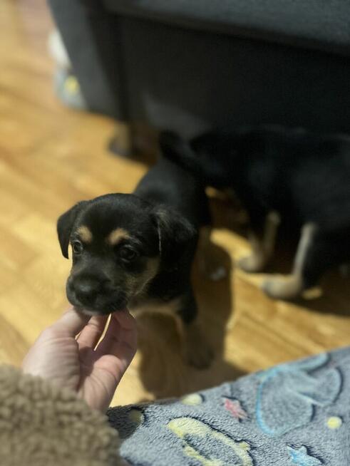 Oddam suczki w dobre ręce!