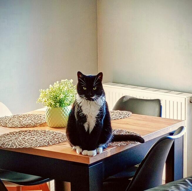 Pilnie szukam opiekunki