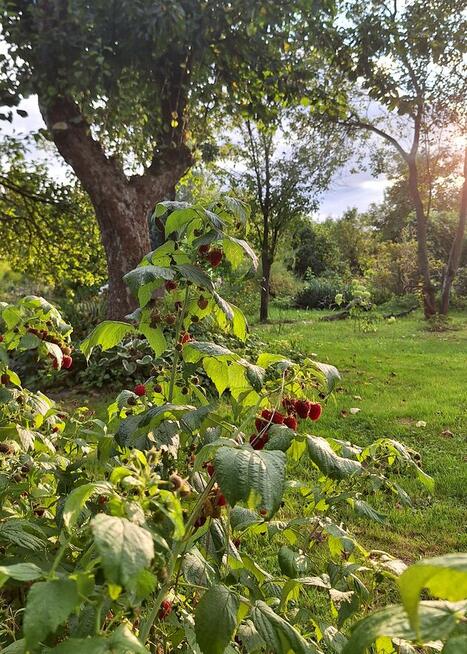 Ogródek działkowy w ROD „Małe Błonia” w Krakowie