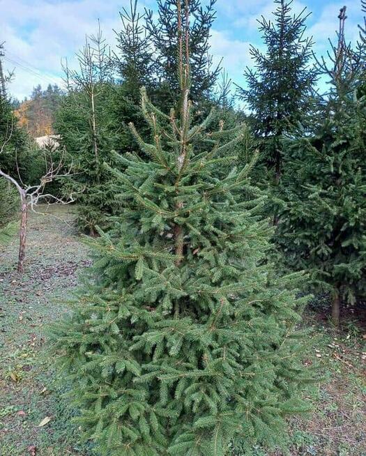 Świerki Choinki Zwykłe Srebrne Drzewko Świąteczne Wigilia