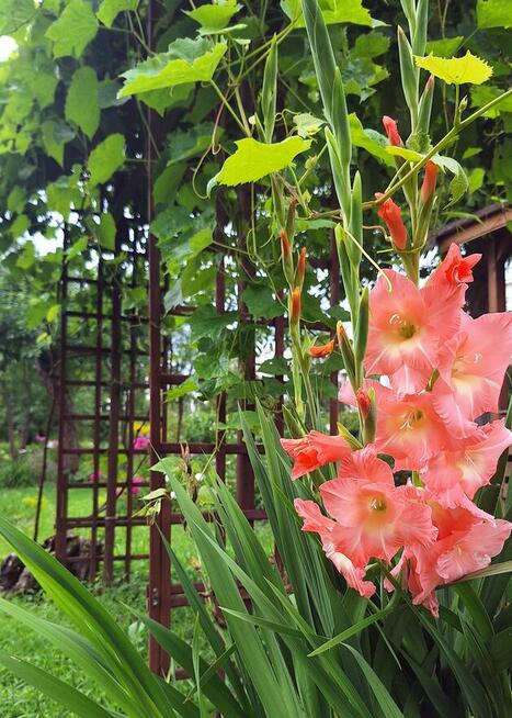 Ogródek działkowy w ROD „Małe Błonia” w Krakowie