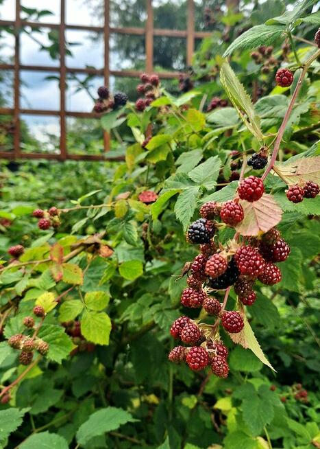 Ogródek działkowy w ROD „Małe Błonia” w Krakowie
